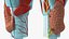 Larynx Medical Model Assembled