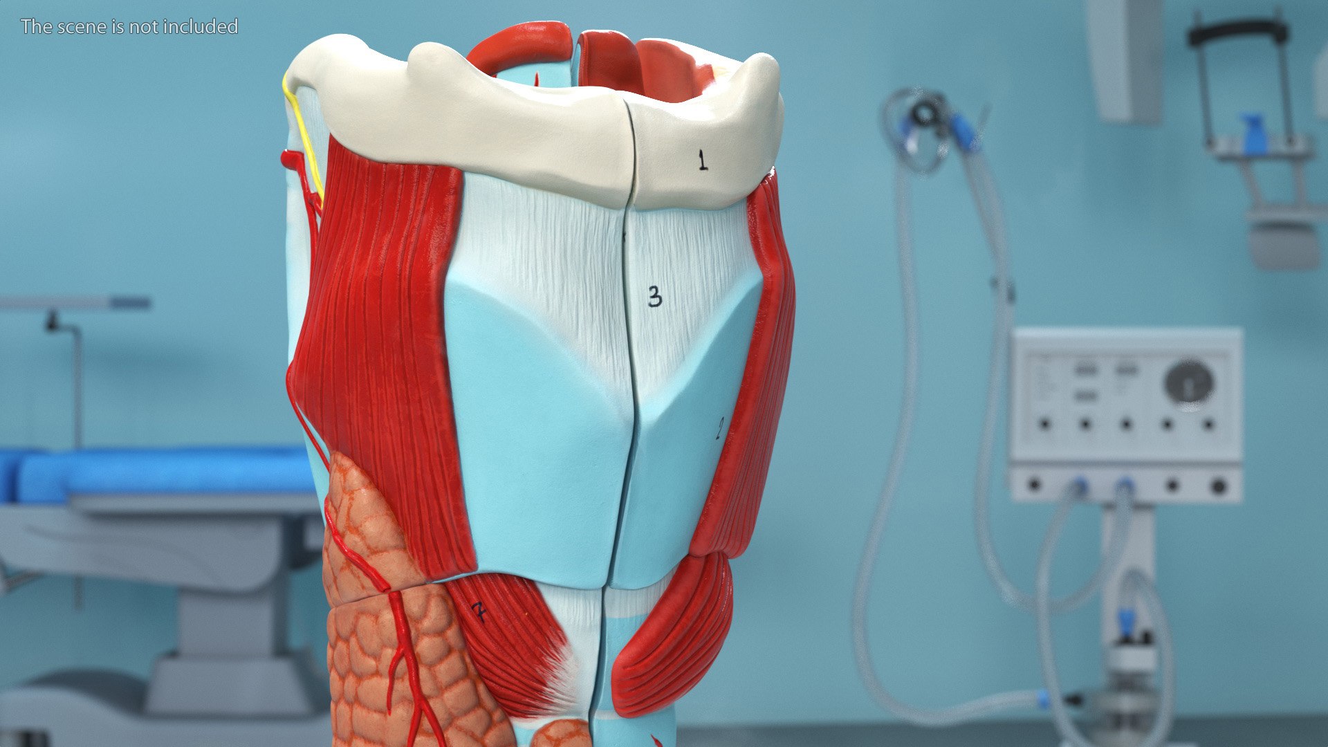 3D Larynx Medical Model Assembled model https://p.turbosquid.com/ts-thumb/zA/D2YSOi/5Z/larynxmedicalmodelassembledmb3dmodel004/jpg/1671687342/1920x1080/fit_q87/dd7e8c88b811a8595317edf4b35d742bac7f8b1b/larynxmedicalmodelassembledmb3dmodel004.jpg