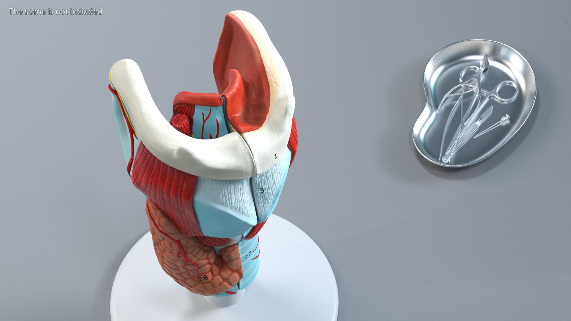 3D Larynx Medical Model Assembled model https://p.turbosquid.com/ts-thumb/zA/D2YSOi/EO/larynxmedicalmodelassembledmb3dmodel012/jpg/1671687367/1920x1080/fit_q87/0aa5ba90a219bf4fd2a157acae818617904c2f8c/larynxmedicalmodelassembledmb3dmodel012.jpg