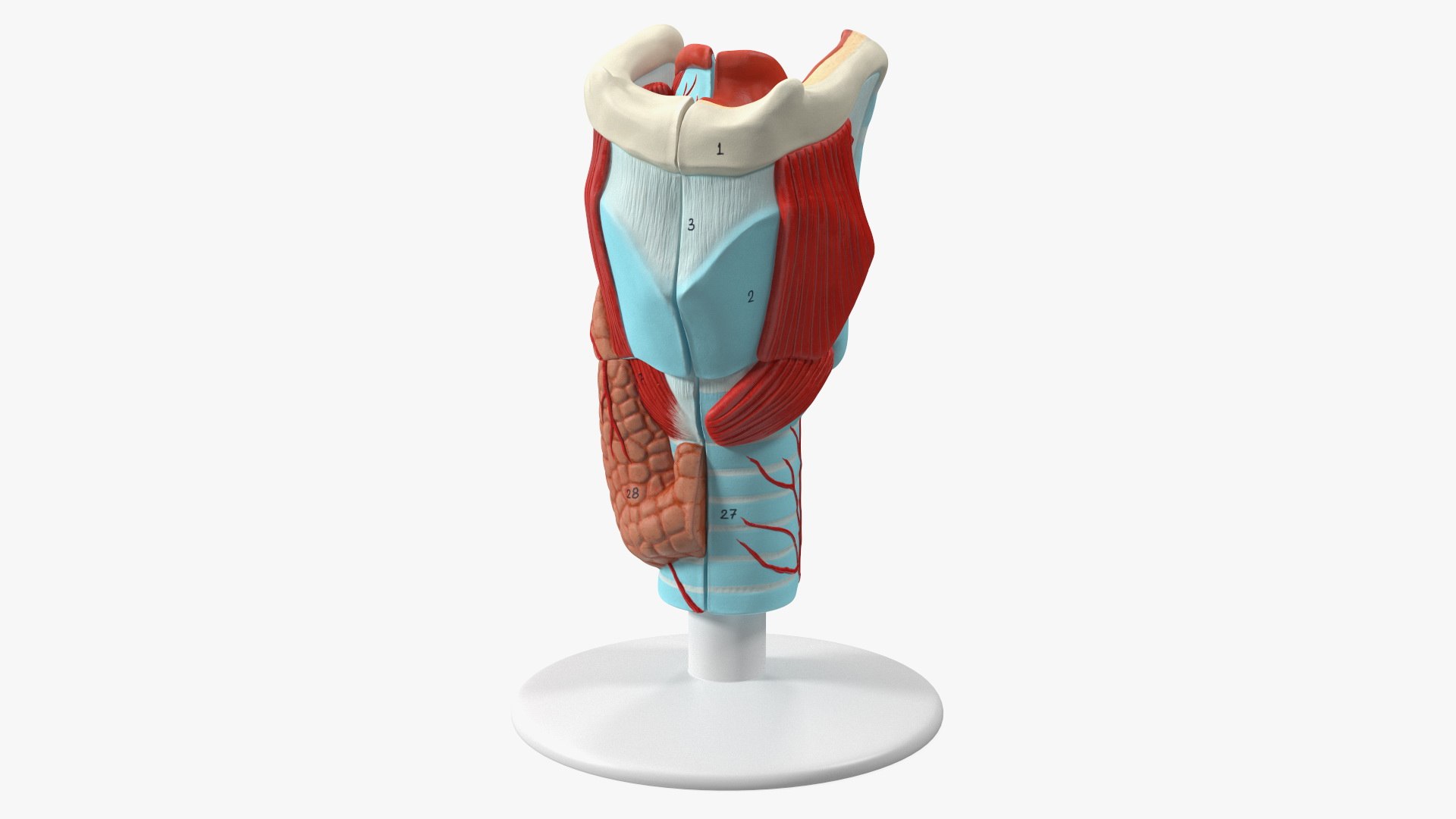 Larynx Medical Model Assembled 3D model preview