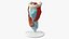 Larynx Medical Model Assembled