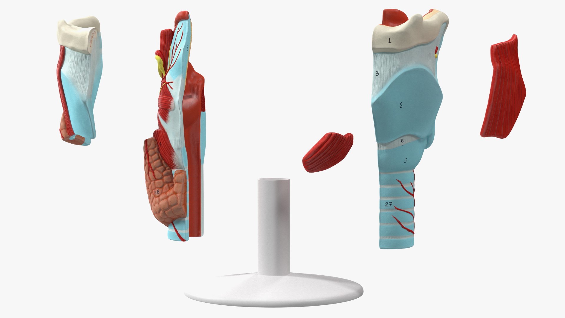 3D Larynx Medical Model Assembled model https://p.turbosquid.com/ts-thumb/zA/D2YSOi/Om/larynxmedicalmodelassembledmb3dmodel013/jpg/1671687370/1920x1080/fit_q87/842a1200b79ba6072a3fa27f9bd1580eadd74cf7/larynxmedicalmodelassembledmb3dmodel013.jpg