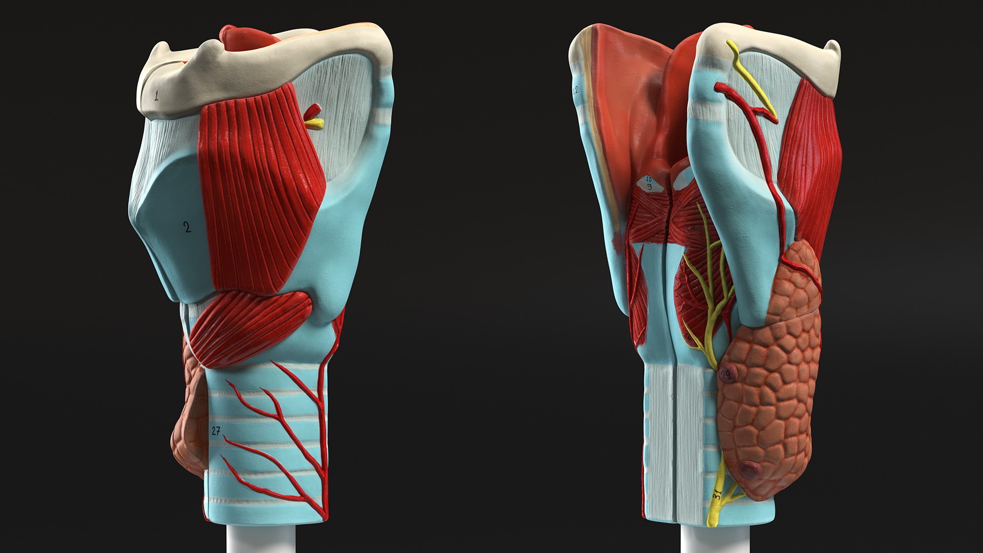 3D Larynx Medical Model Assembled model https://p.turbosquid.com/ts-thumb/zA/D2YSOi/TY/larynxmedicalmodelassembledmb3dmodel009/jpg/1671687357/1920x1080/fit_q87/d6ac9365fe1a00fb1691c2e7b37e97e11bd976bc/larynxmedicalmodelassembledmb3dmodel009.jpg