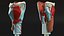 Larynx Medical Model Assembled
