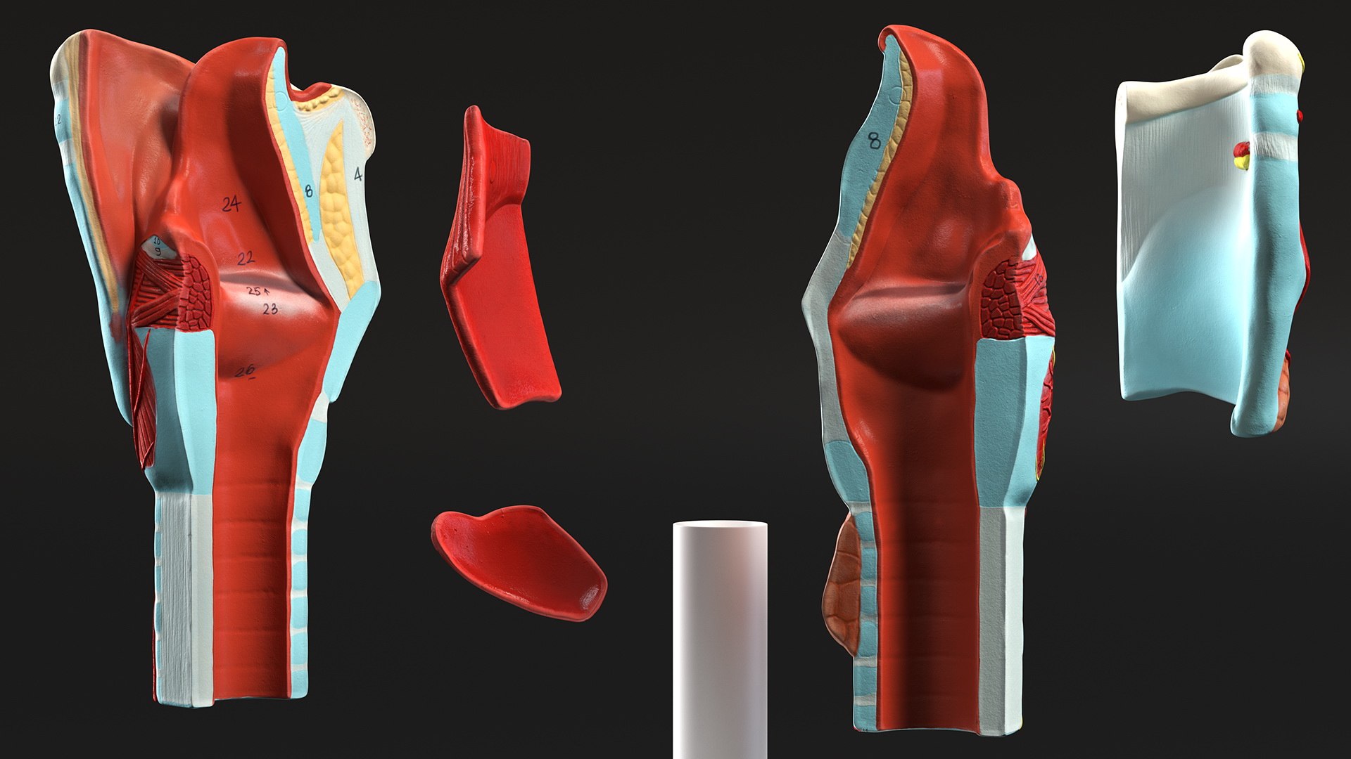 3D Larynx Medical Model Assembled model https://p.turbosquid.com/ts-thumb/zA/D2YSOi/UA/larynxmedicalmodelassembledmb3dmodel010/jpg/1671687360/1920x1080/fit_q87/a202d950f6e045c986dd4f7d9474d81c0e686f1e/larynxmedicalmodelassembledmb3dmodel010.jpg
