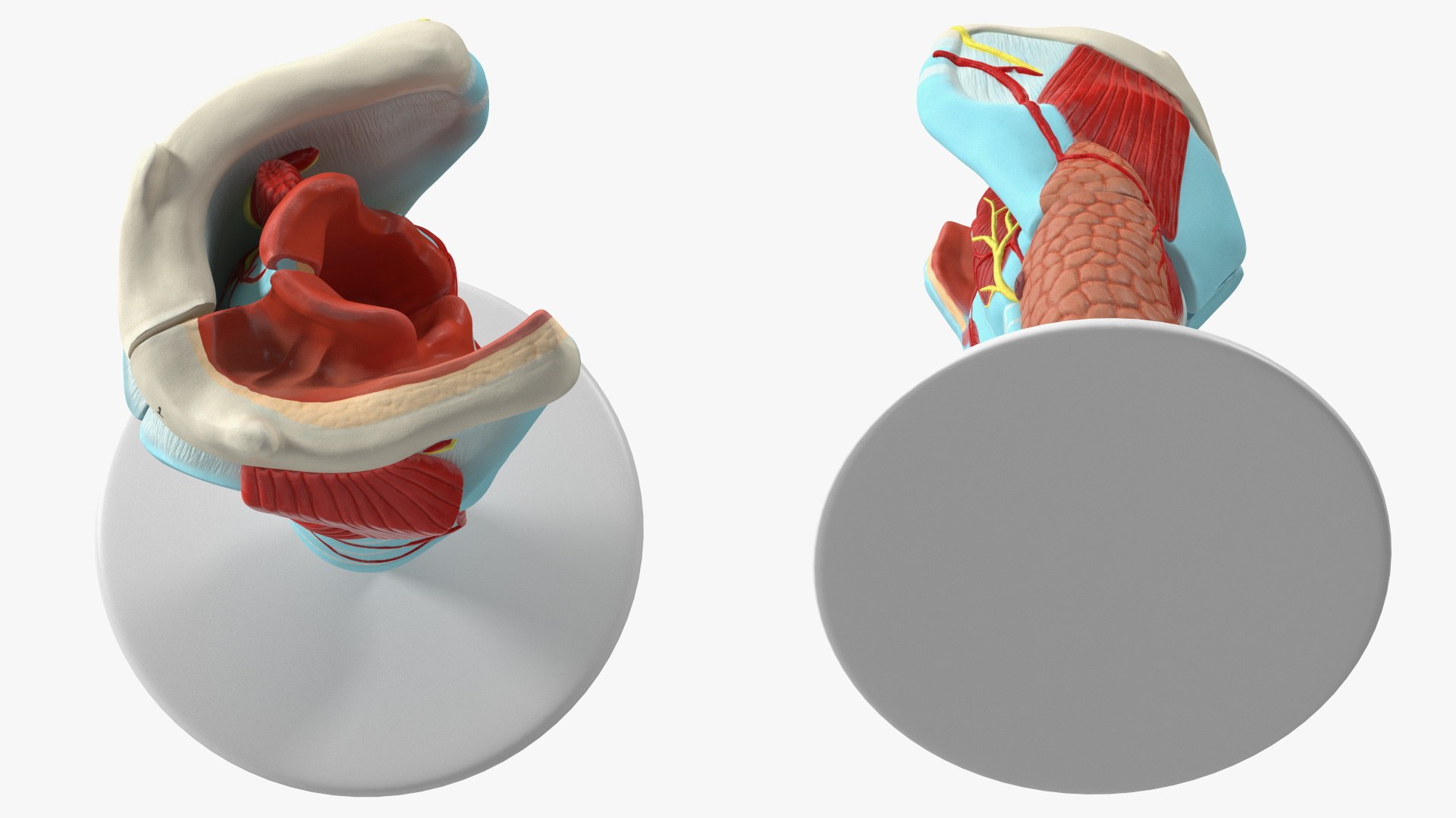 3D Larynx Medical Model Assembled model https://p.turbosquid.com/ts-thumb/zA/D2YSOi/ZF/larynxmedicalmodelassembledmb3dmodel019/jpg/1671687388/1920x1080/fit_q87/3056bb25f913976ace23ca4316f3c591569e64ee/larynxmedicalmodelassembledmb3dmodel019.jpg