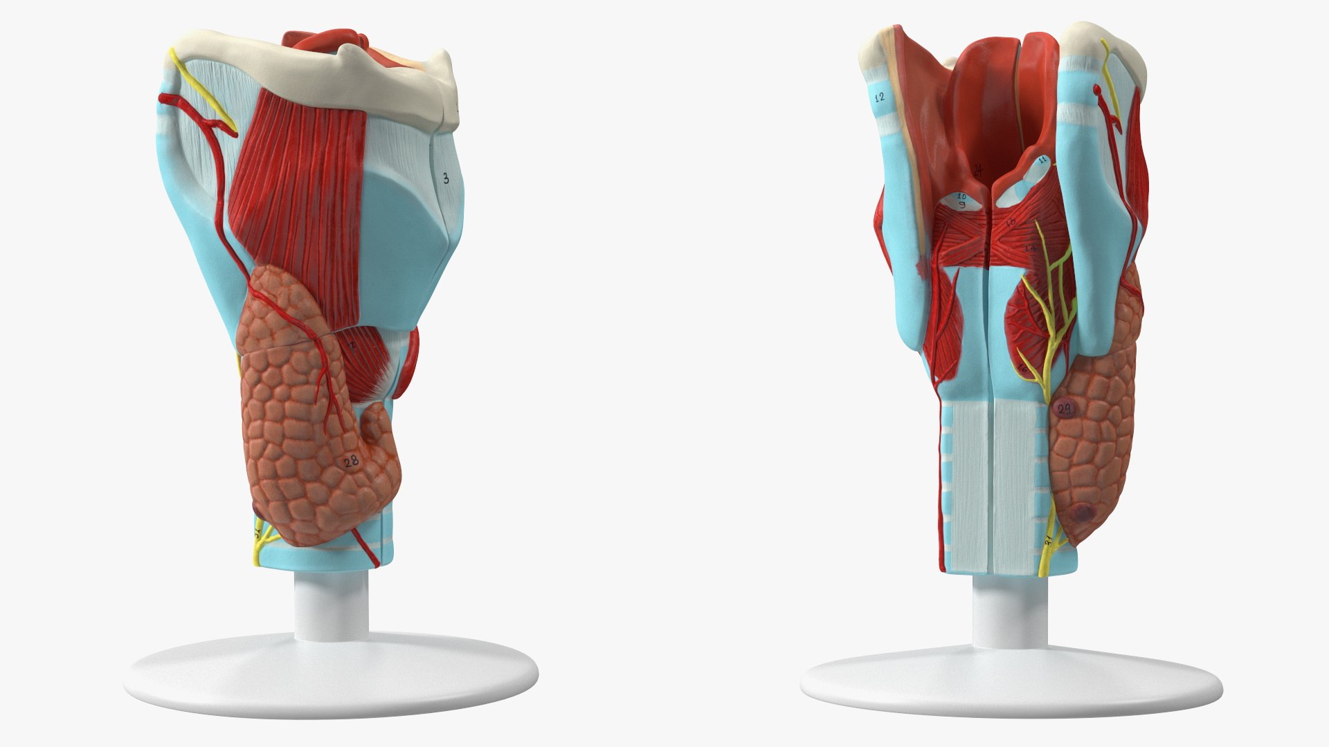 3D Larynx Medical Model Assembled model https://p.turbosquid.com/ts-thumb/zA/D2YSOi/ds/larynxmedicalmodelassembledmb3dmodel015/jpg/1671687375/1920x1080/fit_q87/38c02e6b920dc7c3bceb986c5cae5573135c687c/larynxmedicalmodelassembledmb3dmodel015.jpg