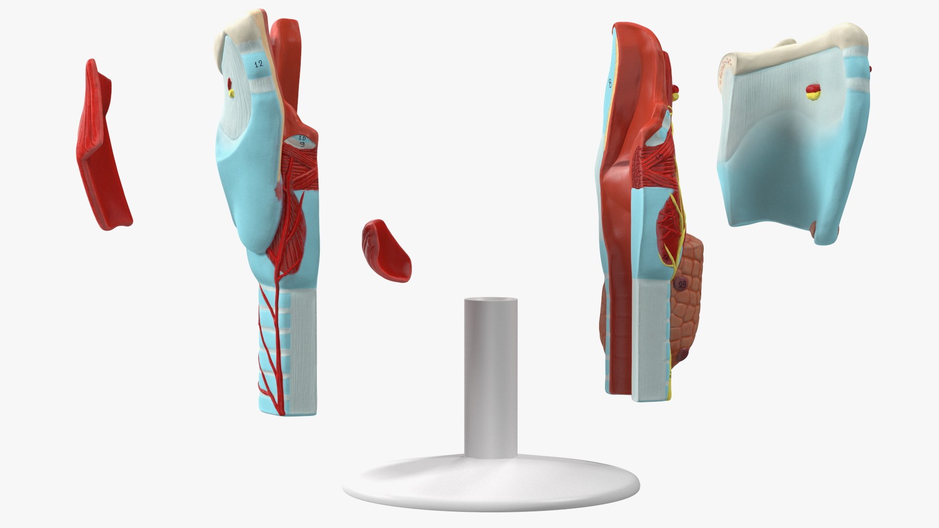 3D Larynx Medical Model Assembled model https://p.turbosquid.com/ts-thumb/zA/D2YSOi/fp/larynxmedicalmodelassembledmb3dmodel014/jpg/1671687372/1920x1080/fit_q87/e0ad91ecc3c77429533c3ceccb25d19bece52040/larynxmedicalmodelassembledmb3dmodel014.jpg