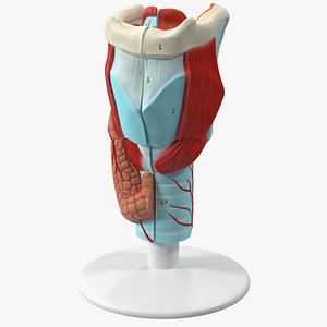 Larynx Medical Model Assembled