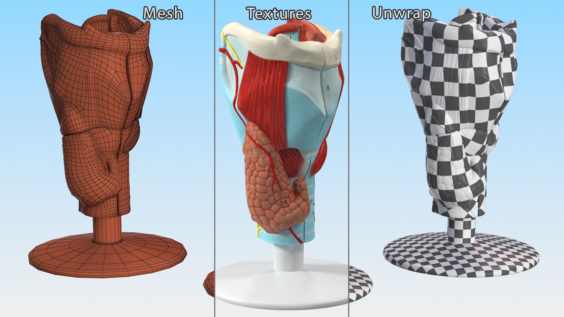 3D Larynx Medical Model Assembled model https://p.turbosquid.com/ts-thumb/zA/D2YSOi/hu/larynxmedicalmodelassembledmb3dmodel020/jpg/1671687391/1920x1080/fit_q87/5eb2bcff54f12199cb89e7c51aa103533ea5de9a/larynxmedicalmodelassembledmb3dmodel020.jpg