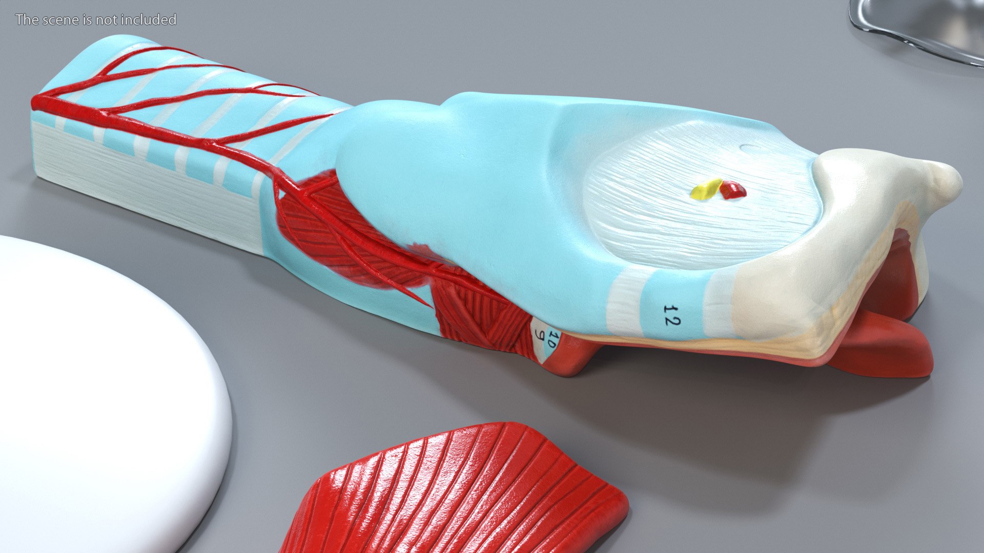3D Larynx Medical Model Assembled model https://p.turbosquid.com/ts-thumb/zA/D2YSOi/jm/larynxmedicalmodelassembledmb3dmodel006/jpg/1671687349/1920x1080/fit_q87/badf312a3f7a7eb80b018bb82b90c2f87a9033a3/larynxmedicalmodelassembledmb3dmodel006.jpg