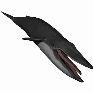 BlueWhale Sculpt Project