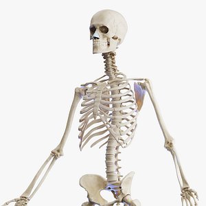 Human Male Skeletal System model