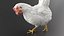 Ensemble de poulet blanc animé et riggé pour Maya