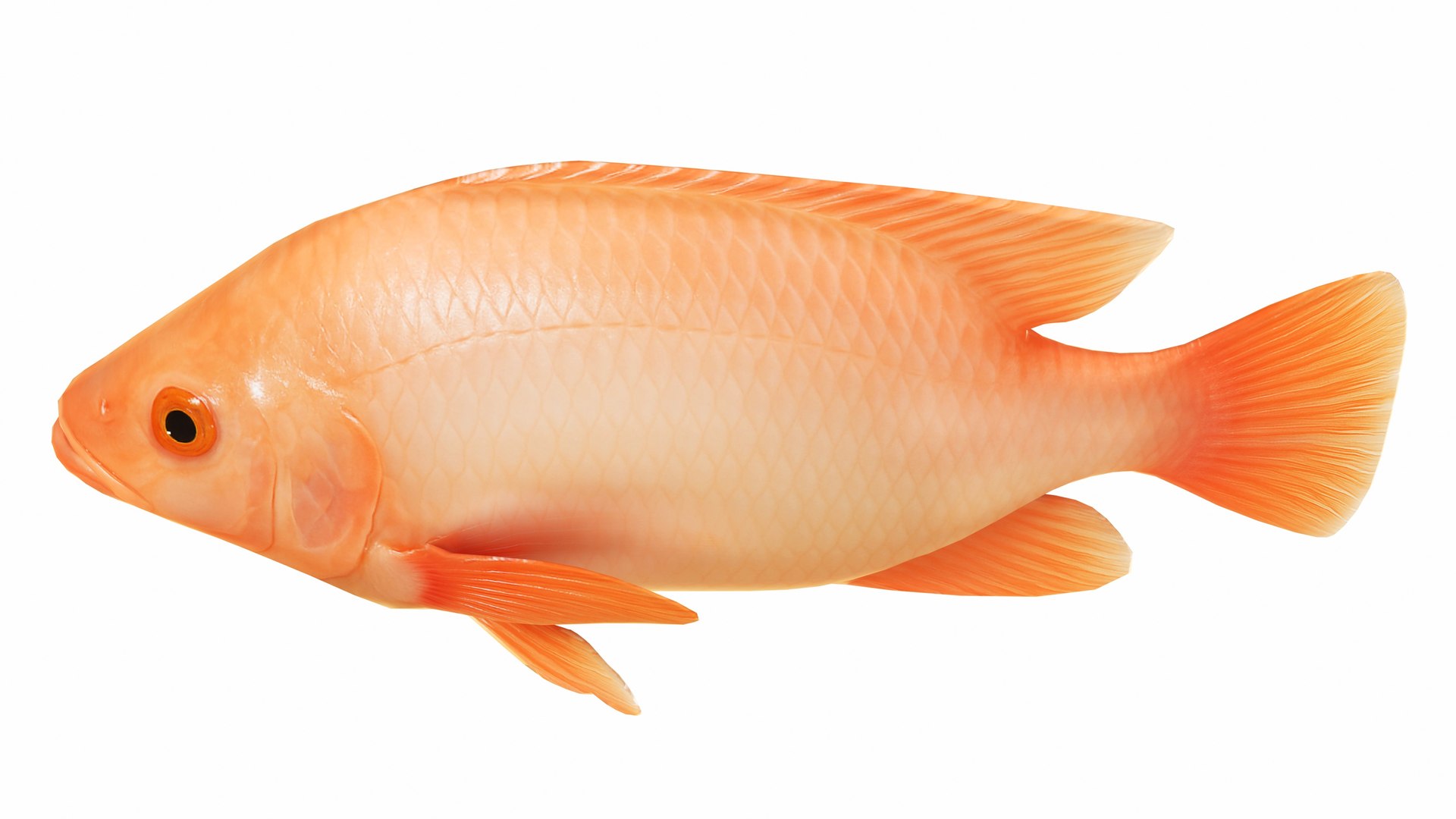 3D Underwater Animals Big Collection 34 in 1 model https://p.turbosquid.com/ts-thumb/zA/Uh5LXe/8I/redtilapia5/jpg/1743263331/1920x1080/fit_q87/73b61b43ab1f664eb3d04d415ac785c9d49ff820/redtilapia5.jpg