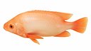 Red Tilapia