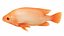 Underwater Animals Big Collection 34 in 1