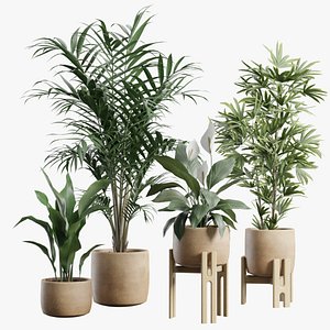 3D Indoor Plants Pack 109 model