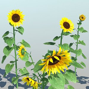 Sunflower (9 Items)