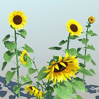 Sunflower (9 Items)