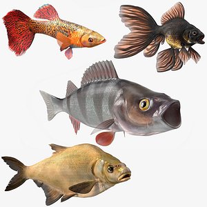 Freshwater Fish Rigged for Maya Collection 2