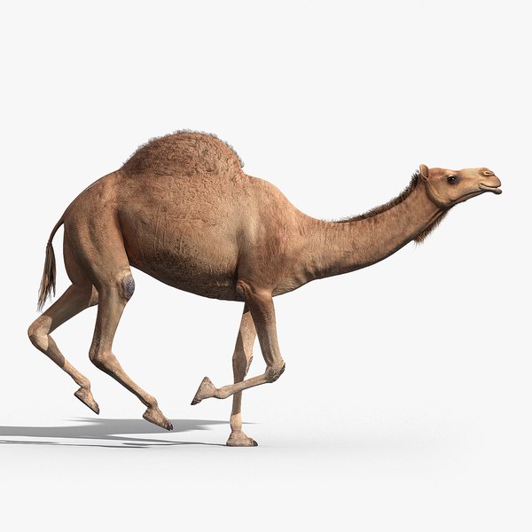 camel animation 3d max