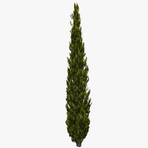 Italian Cypress 2B