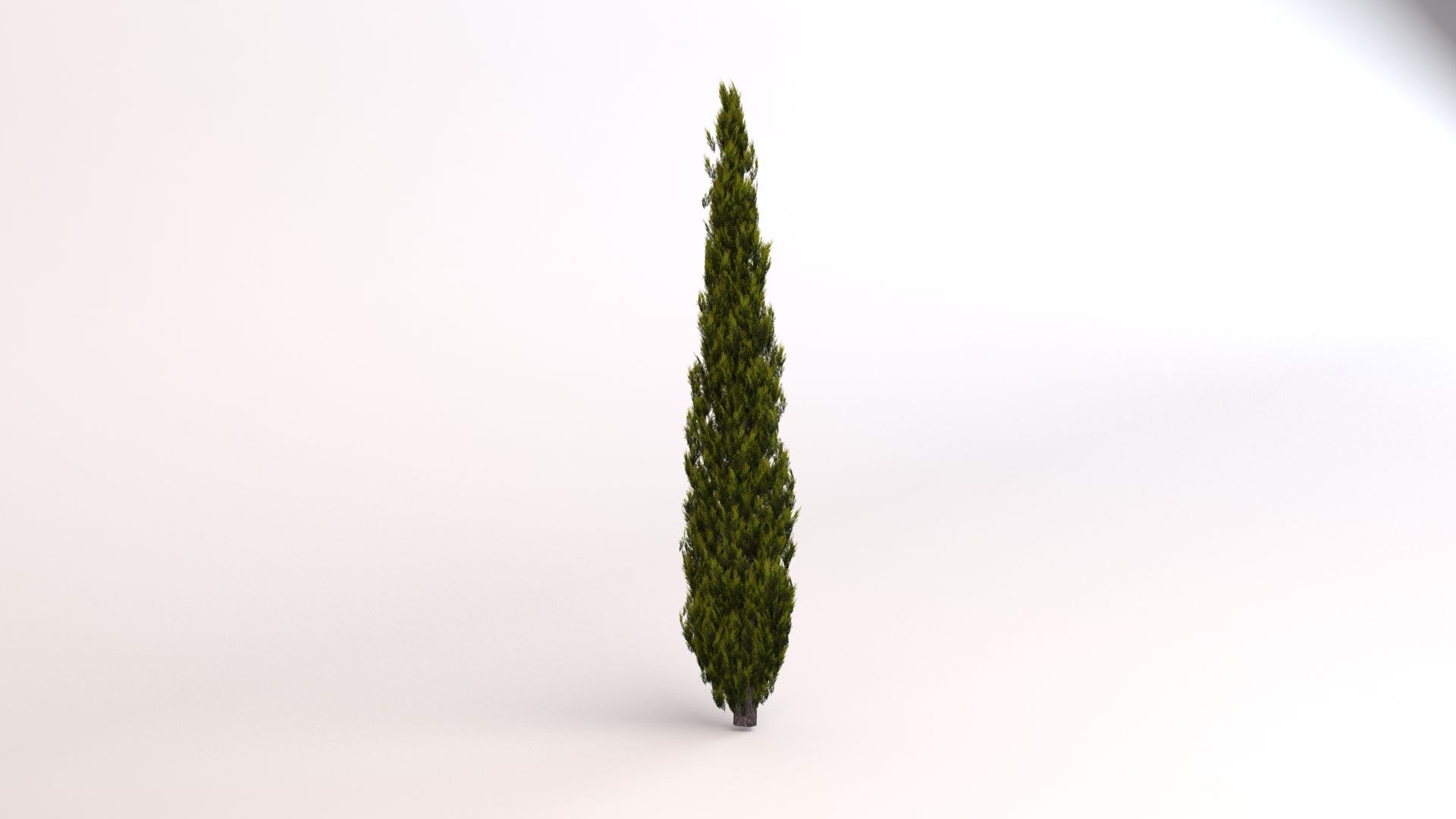 italian cypress 3D model https://p.turbosquid.com/ts-thumb/zB/ca83C5/HlHWYsd6/c2/jpg/1606181718/1920x1080/fit_q87/dc7bc5646c20a5a0fd27a1cba5947682305226aa/c2.jpg