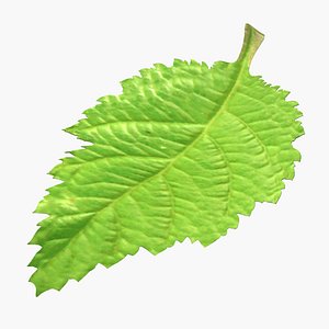Blackberry Leaf 3D Model