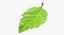 Brombeerblatt