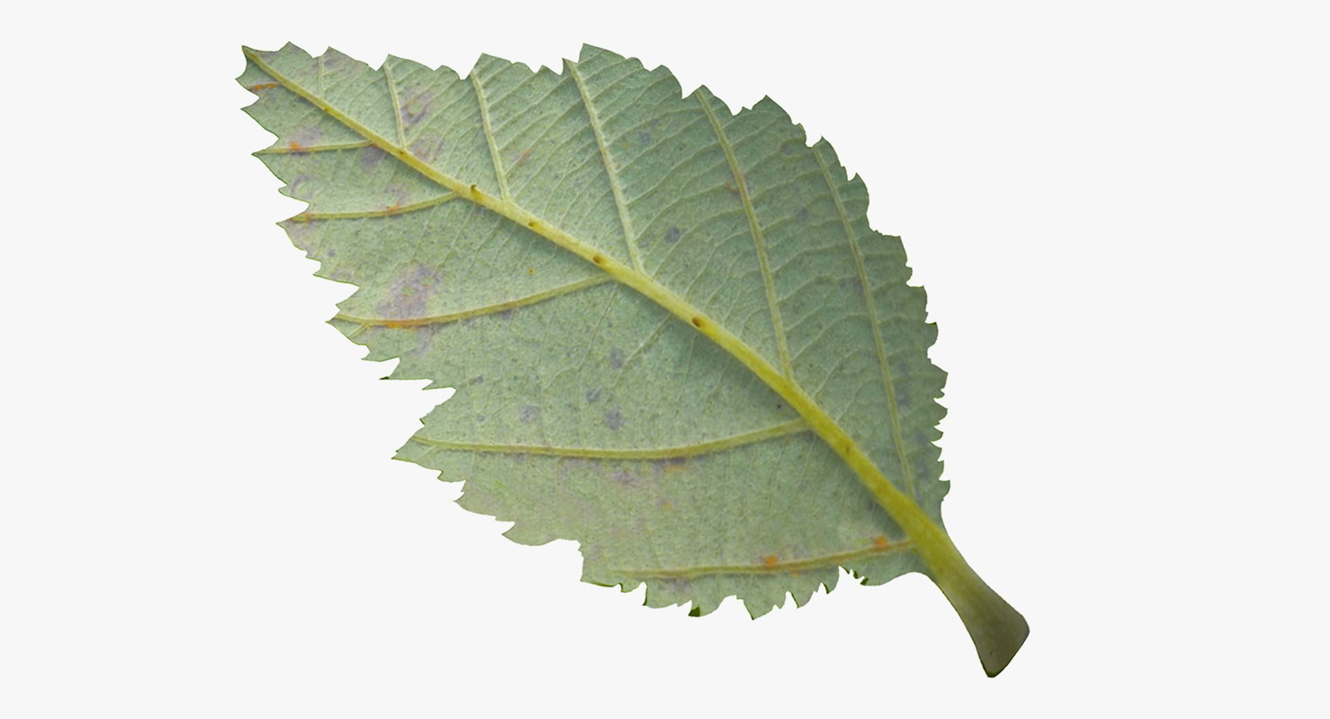blackberry leaf 3D model https://p.turbosquid.com/ts-thumb/zB/eDHFYO/KnWJryoo/blackberryleafvray3dmodel006/jpg/1550669924/1920x1080/fit_q87/25c5bb57c5189bf52d2c94d7bd90b4658fb10496/blackberryleafvray3dmodel006.jpg