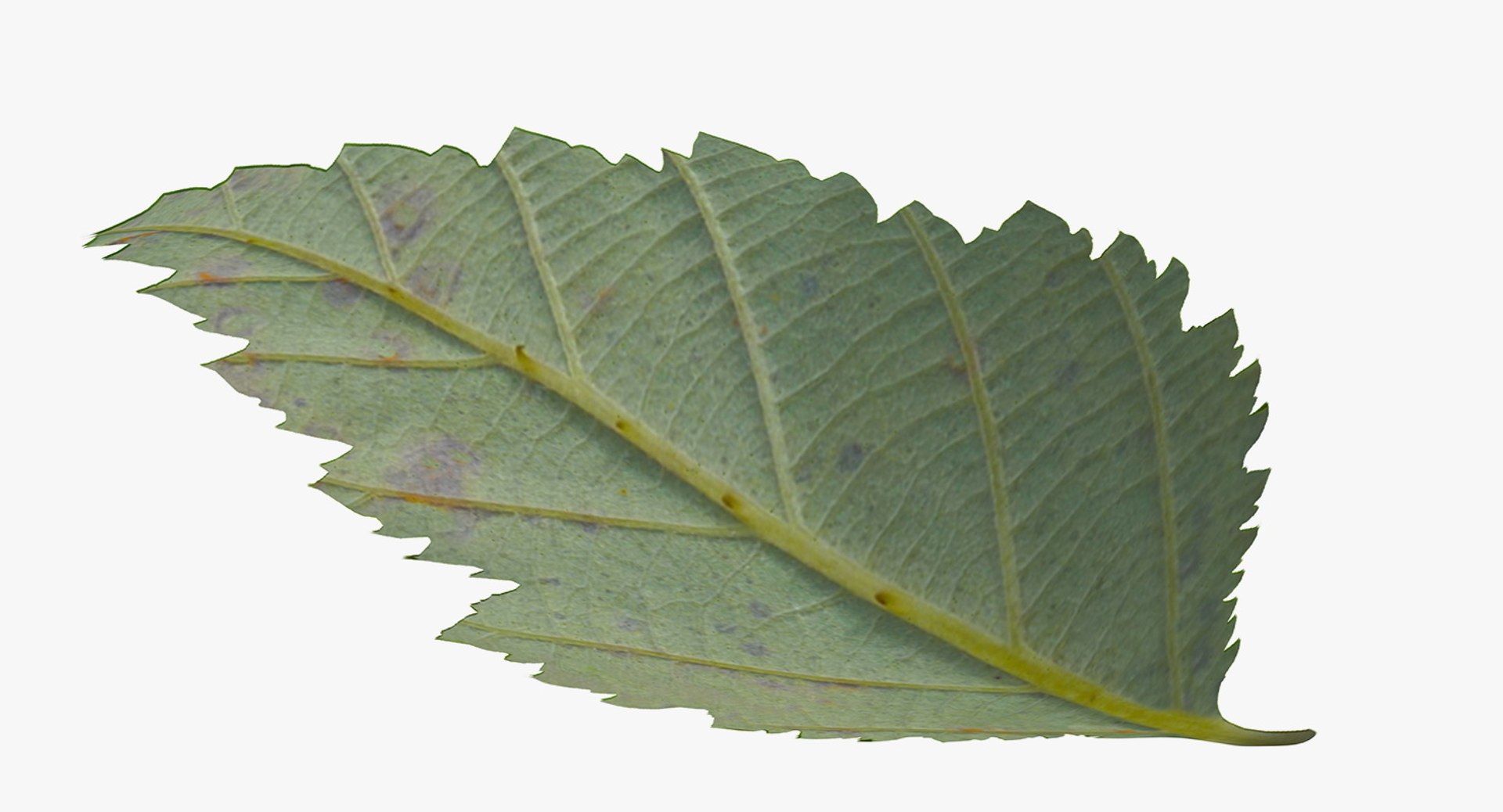 blackberry leaf 3D model https://p.turbosquid.com/ts-thumb/zB/eDHFYO/NDiMPDFq/blackberryleafvray3dmodel005/jpg/1550669920/1920x1080/fit_q87/52fd833c06079df64e0e92a612c83362f2dfd40f/blackberryleafvray3dmodel005.jpg