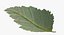 Brombeerblatt