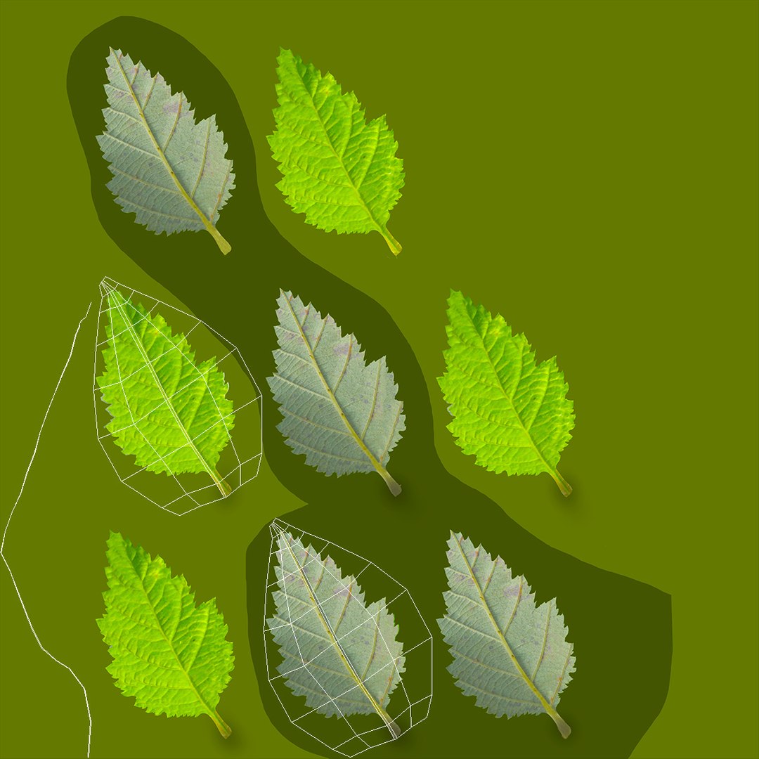 blackberry leaf 3D model https://p.turbosquid.com/ts-thumb/zB/eDHFYO/QwdvY5md/blackberryleafvray3dmodel009/jpg/1550669935/1920x1080/fit_q87/24f17de9e533a1db450f432c495835dc53f0f584/blackberryleafvray3dmodel009.jpg