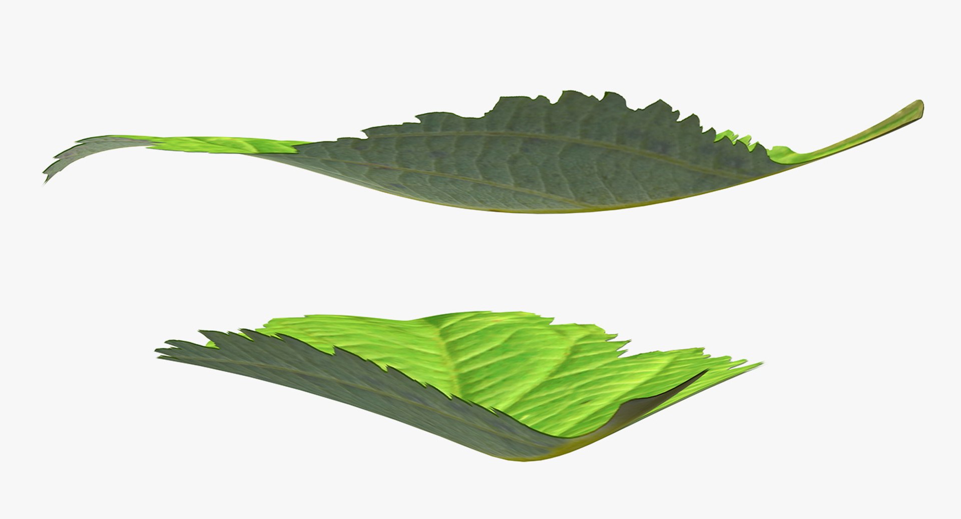 blackberry leaf 3D model https://p.turbosquid.com/ts-thumb/zB/eDHFYO/Tmgj3ko8/blackberryleafvray3dmodel004/jpg/1550669917/1920x1080/fit_q87/e877b4c7fd3b3a29f6a152e18e2e2b4795e4bdce/blackberryleafvray3dmodel004.jpg