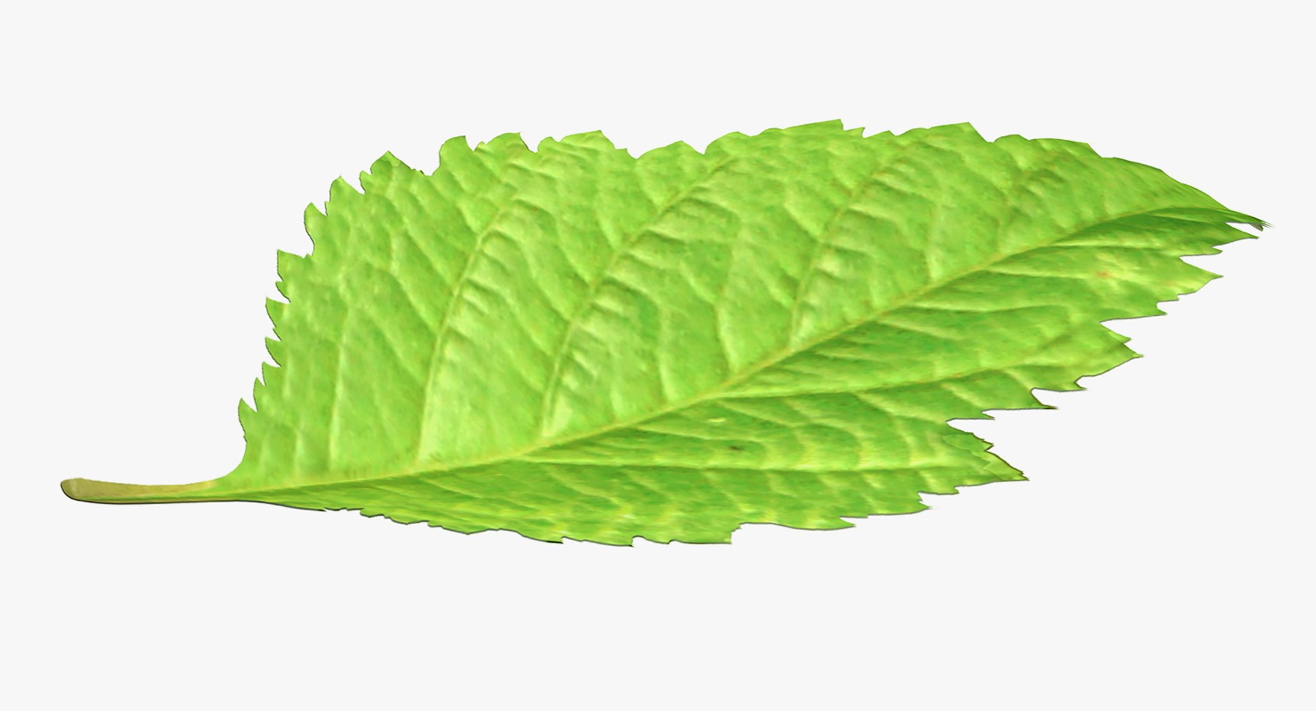 blackberry leaf 3D model https://p.turbosquid.com/ts-thumb/zB/eDHFYO/WAiZW5oT/blackberryleafvray3dmodel003/jpg/1550669913/1920x1080/fit_q87/4a167d957376de5810f1c694c0507e603d37b594/blackberryleafvray3dmodel003.jpg