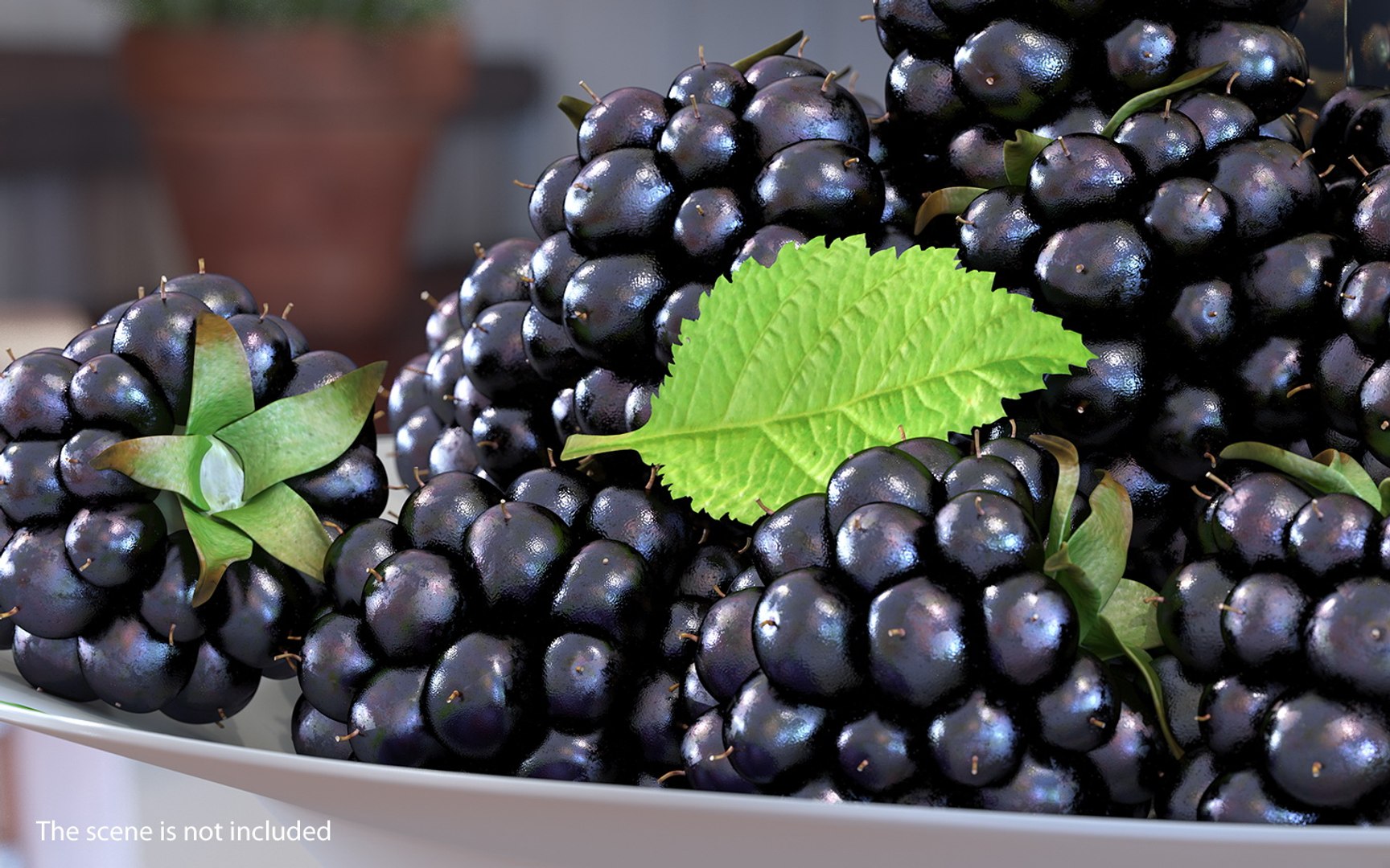 blackberry leaf 3D model https://p.turbosquid.com/ts-thumb/zB/eDHFYO/eBl0271O/blackberryleafvray3dmodel002/jpg/1550669908/1920x1080/fit_q87/367db059a070ed115ff54314f6acfe1b0e8ad7f7/blackberryleafvray3dmodel002.jpg