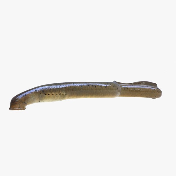 3D fish snakehead - TurboSquid 1384789