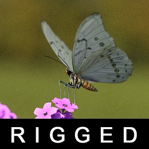 Cabbage White Butterfly Rigged