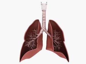 lungs medical 3D model