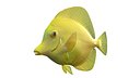 Yellow Tang Fish