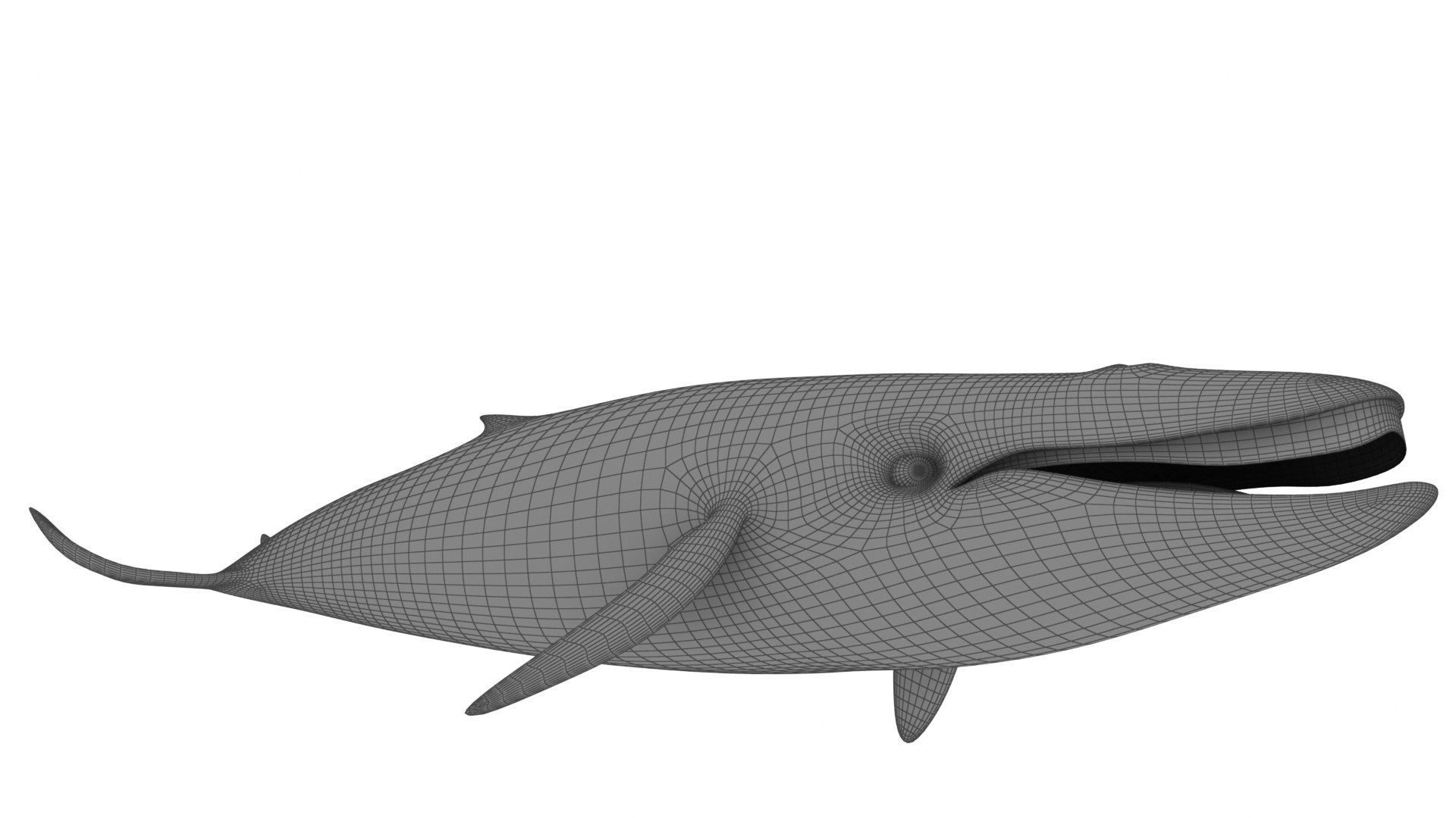 Cartoon Sperm Whale and Blue Whale Collection 3D model https://p.turbosquid.com/ts-thumb/zC/4vZwlh/Lr/cartoonbluewhale12/jpg/1689223699/1920x1080/fit_q87/ba79b99fcf1c9e2a70ad583aa5b683255285917f/cartoonbluewhale12.jpg