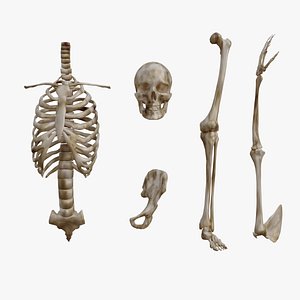3D SKELETON 3D MODELS - AR - VR - GAME READY model