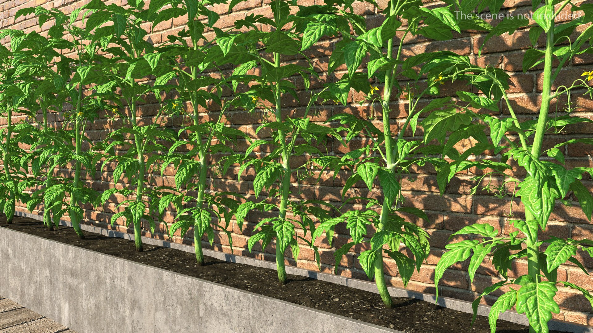 Young Tomato Plant 3D model preview