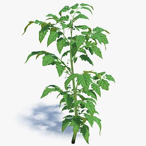 3D young tomato plant