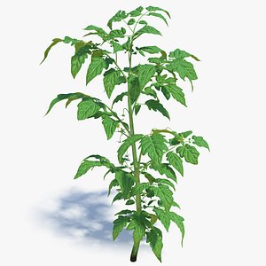 Young Tomato Plant