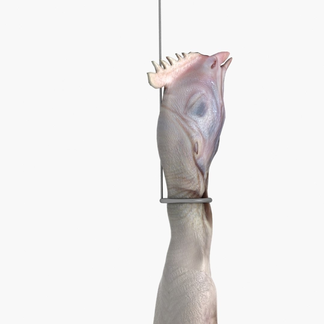 3D raw chicken https://p.turbosquid.com/ts-thumb/zC/XwbZlJ/N4WpfzTR/chickenrawwhole13/jpg/1579093115/1920x1080/fit_q87/10cb0403284ff17e9e76399d1fd5f651828817f9/chickenrawwhole13.jpg