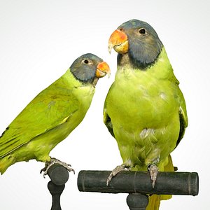 animal scanned unity 3D model