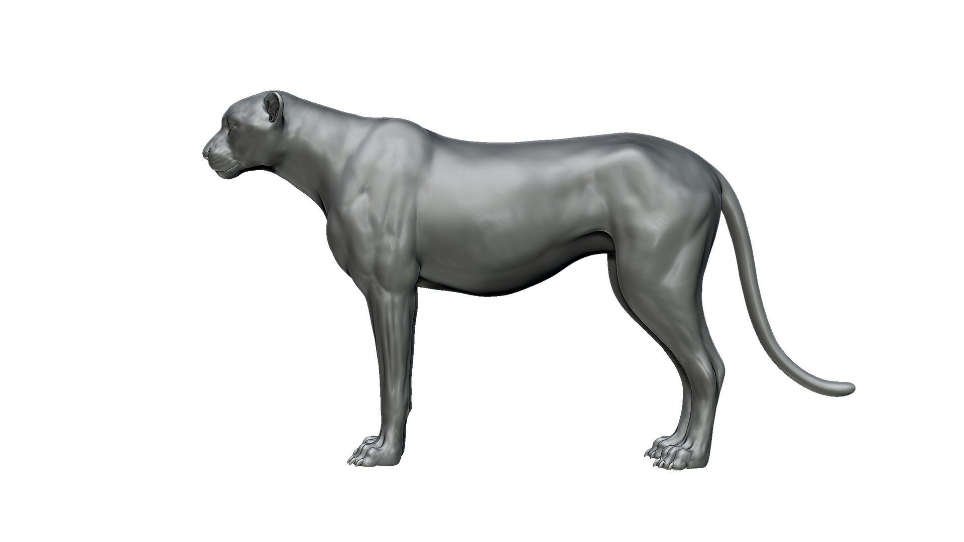 3D Cheetah TurboSquid 2278385