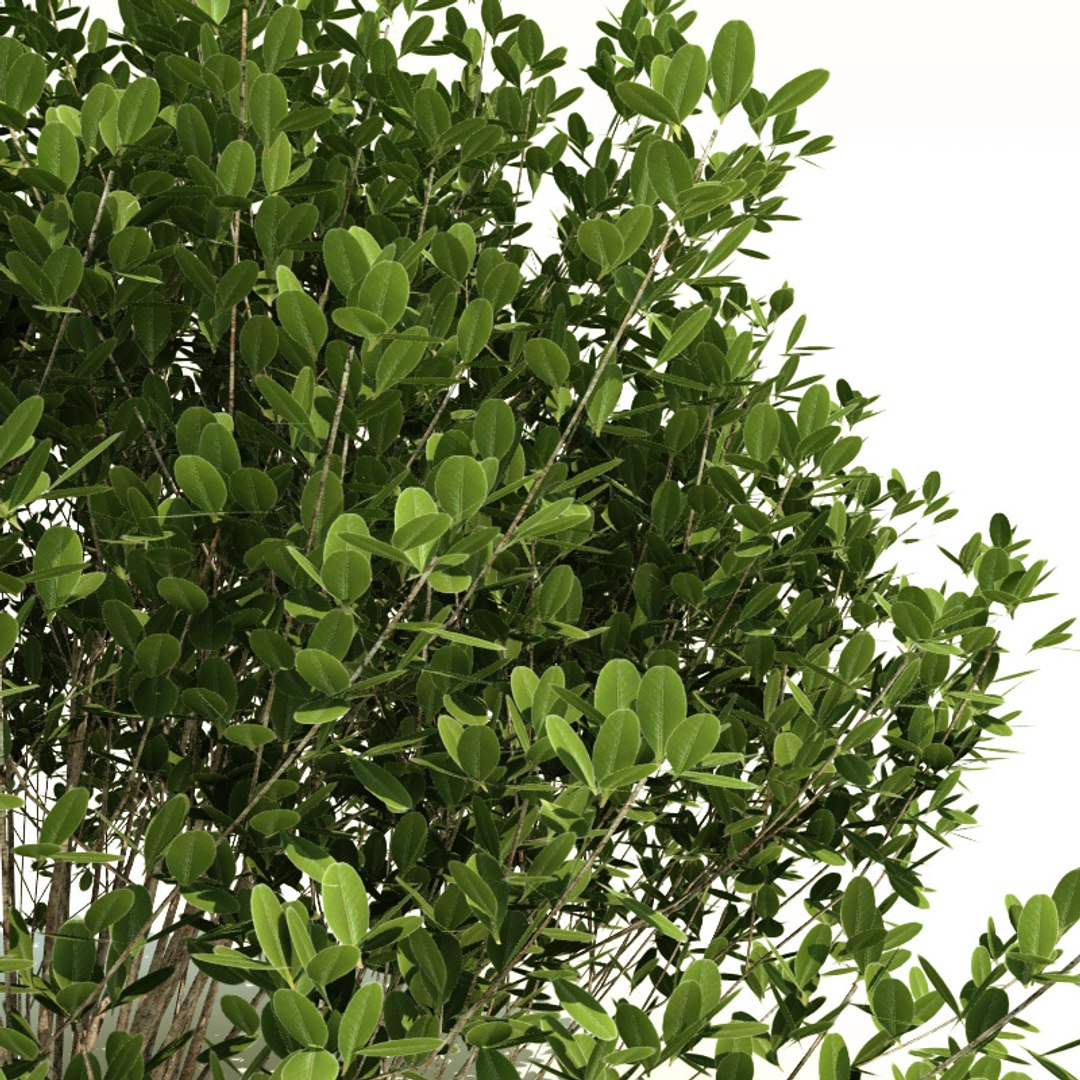 3d evergreen shrubs model https://p.turbosquid.com/ts-thumb/zC/gwuMbq/W2AjGFjC/ilex_glabra_shamrock_3/jpg/1231182141/1920x1080/fit_q87/f53a9ec62096a92fa3bb67ee40dec45483cf0a0d/ilex_glabra_shamrock_3.jpg